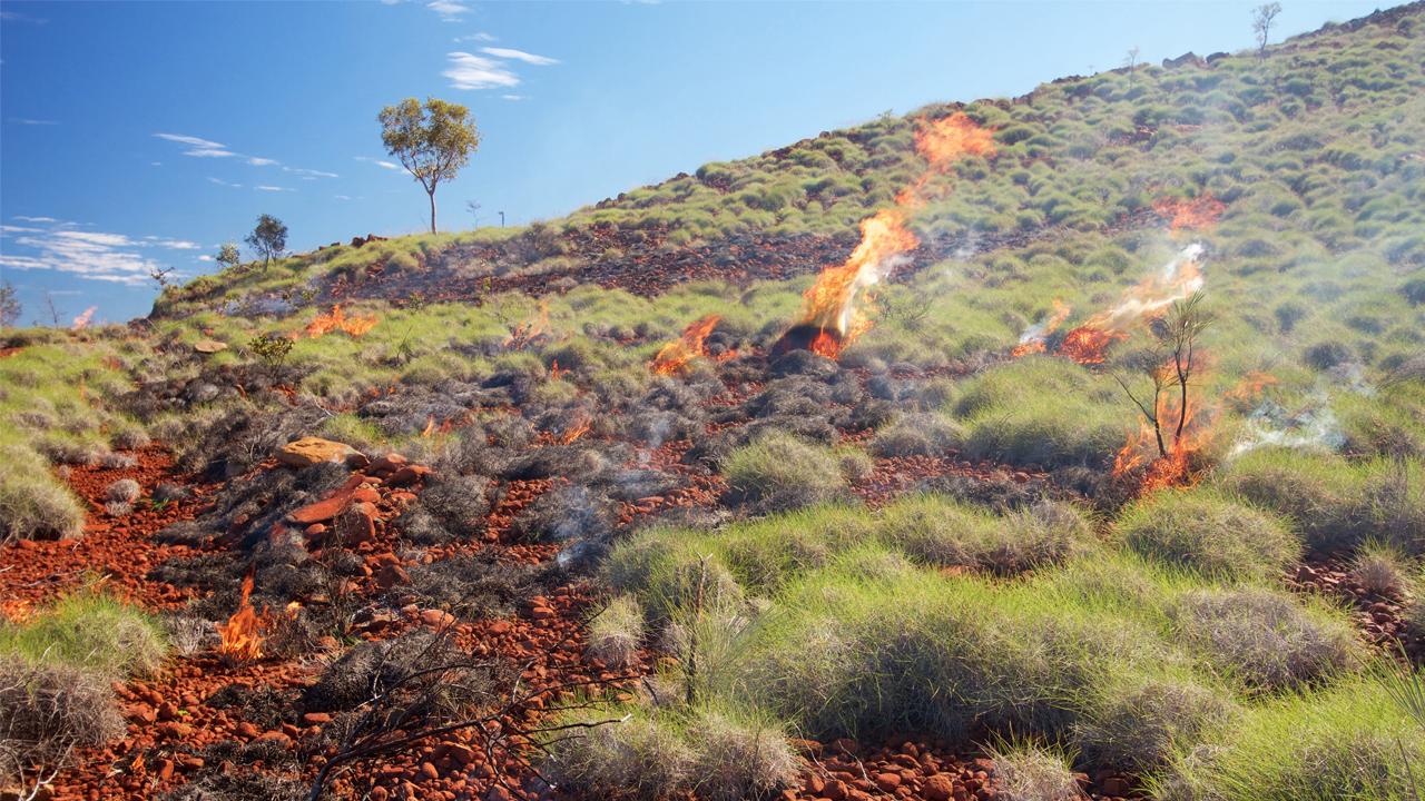 Mosaic Burning Pilbara Spinifex - Judy Dunlop WA Parks and Wildlife